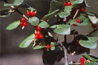 Canadian Buffaloberries - click to enlarge